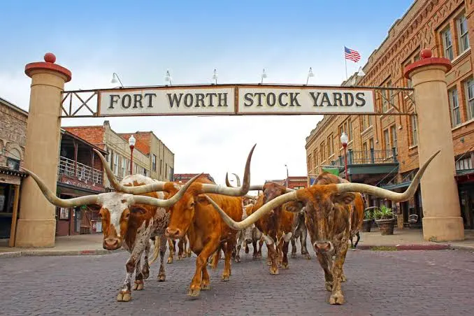 Longhorns under the Fort Worth Stockyards sign